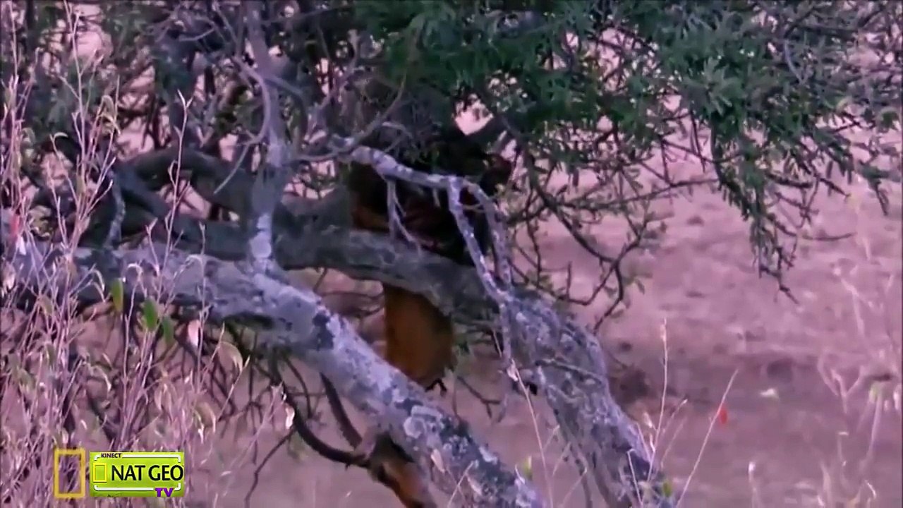 Động vật hoang dã Châu Phi và cuộc sống sinh tồn - Thế giới động vật - Thuyết minh