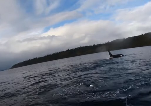 Scientists Witness Killer Whale Infanticide Near Vancouver Island