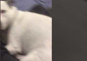 Dog Has Funny Reaction to Getting Playfully Spanked