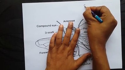 House fly _ habitat, habit, external feature, mouth parts - YouTube (360p)