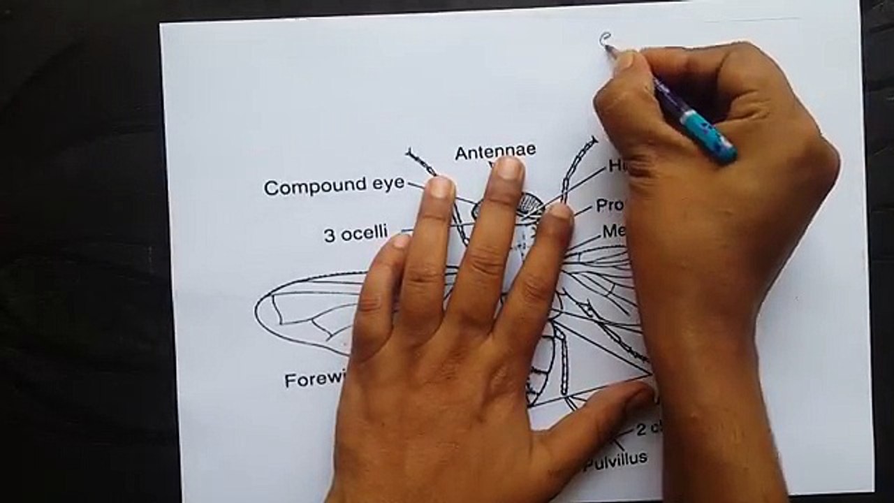 House fly _ habitat, habit, external feature, mouth parts - YouTube (360p)