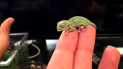 Un bébé caméléon change de couleur pour la première fois