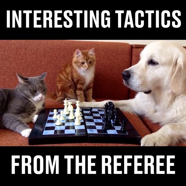 Comment gagner aux échecs
