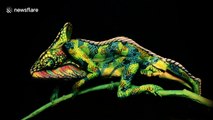 This 'chameleon' is actually two painted women lying on top of each other