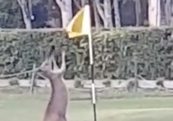 Télécharger la video: Golfer Spots Kangaroo Squaring Up to Flagstick