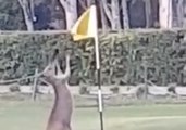 Golfer Spots Kangaroo Squaring Up to Flagstick