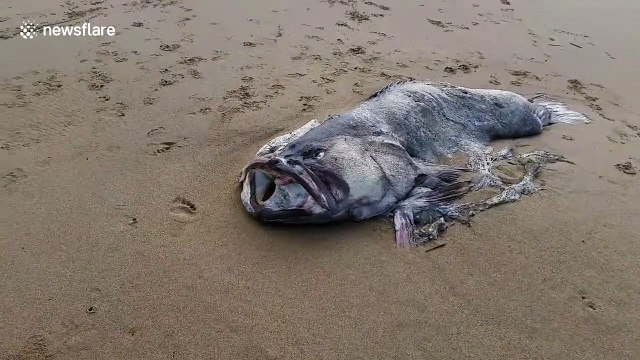 Découverte d'un monstre marin de plus de 2m - Poisson préhistorique