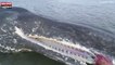 Un cachalot de 12 mètres retrouvé échoué sur une plage Écossaise (Vidéo)