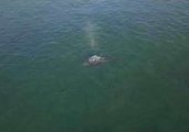 Drone Footage Shows Gray Whales Off Northern California Coast