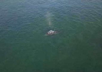 Drone Footage Shows Gray Whales Off Northern California Coast