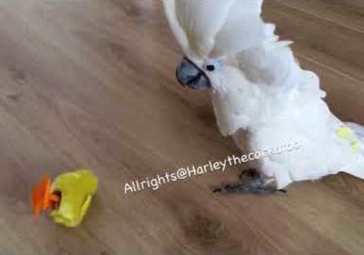 Harley the Cockatoo Destroys Fake Chicks