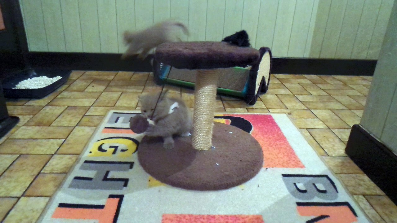 chatons British shorthair de Mamyco  20180319 02