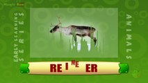 Reindeer - Animals - Pre School - Animated Educational Videos For Kids