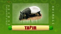 Tapir - Animals - Pre School - Animated Educational Videos For Kids