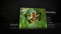 Dragonflies -Insects And Reptiles- Pre School-Animation Videos For Kids