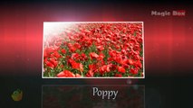 Poppy - Flowers - Pre School - Animated /Cartoon Educational Videos For Kids