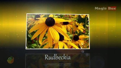 Rudbeckia - Flowers - Pre School - Animated /Cartoon Educational Videos For Kids