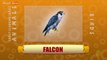 Falcon - Birds - Pre School - Animated /Cartoon Educational Videos For Kids