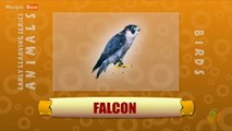 Falcon - Birds - Pre School - Animated /Cartoon Educational Videos For Kids