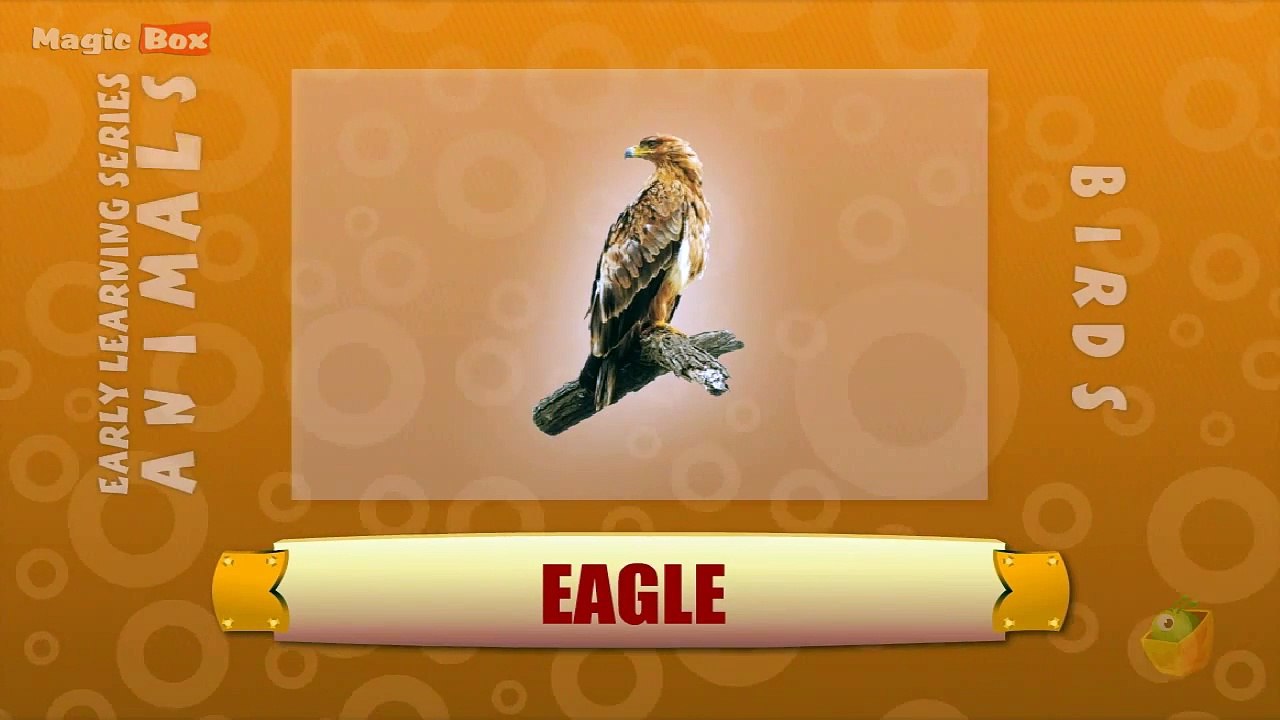 Eagle - Birds - Pre School - Animated /Cartoon Educational Videos For Kids