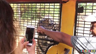 FEEDING TIGERS inside a jeep! Zoo Animals Safari Toys for kids playtime in park jungle
