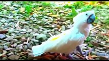 Everything about Cockatoo - Large Parrots