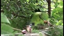 Everything about Amazon - Large Parrots