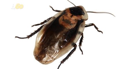 This Is Why Cockroaches Are So Hard to Kill