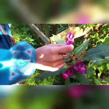 Jedzenie za darmo!!!Rosliny jadalne koniec lata -jesien %29