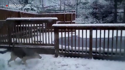 En EEUU vive un perro al que le encanta jugar en la nieve