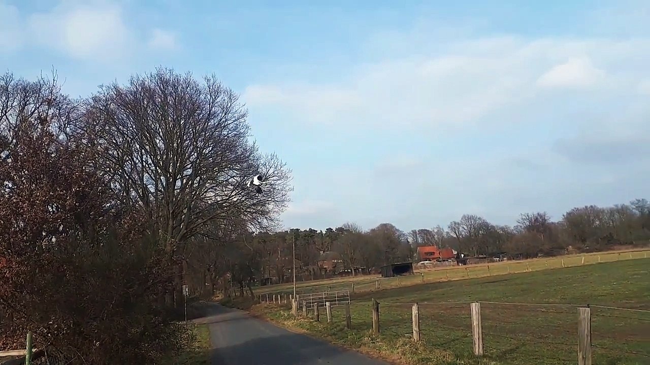 3 Storche  (Zufalls Aufnahme)