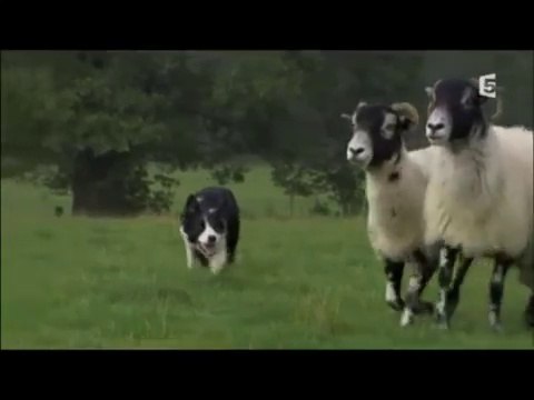 Vieux loups, jeunes chiens