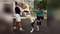 Adorable Great Dane surprises dad with a huge hug