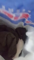 Bari: gattini gettati nel cassonetto, salvati dai cittadini "stanno bene, ma è una vergogna"