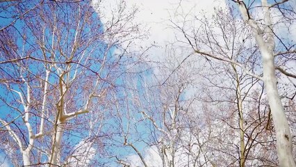 LIDIJA BACIC LILLE feat. VIGOR- VINO RUMENO (official new video 2018)