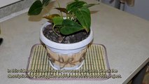 How To Decorate Plant Pots - DIY Home Tutorial - Guidecentral