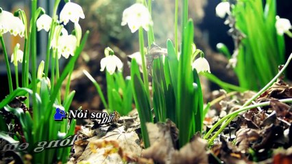 Cỏ Cây Cũng Biết Buồn - Lưu Chí Vỹ - Hoàng Châu