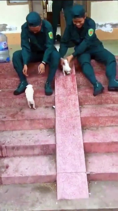 nice dogs