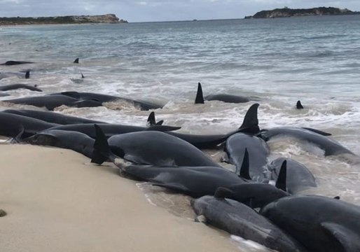 Mass Whale Beaching Seen at Hamelin Bay