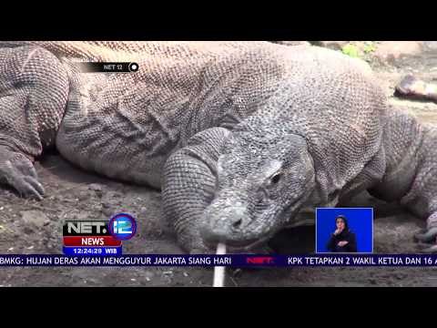 11 Anak Komodo Yang Baru Menetas Di Kebun Binatang Surabaya -NET12