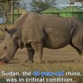 The last male northern white rhino has died 