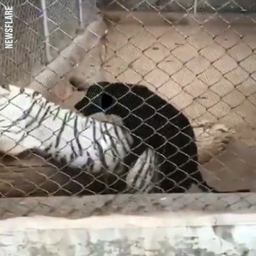 This stray dog was caught humping a white tiger. Talk about ballsy...