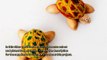 How To Make Cute Walnut and Pistachio Shell Turtles - DIY Crafts Tutorial - Guidecentral