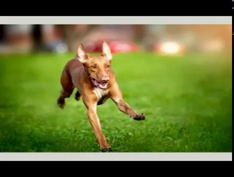 All Dog Breeds In The World - [A to Z] | With Details Part 3