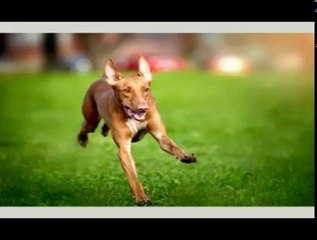 All Dog Breeds In The World - [A to Z] | With Details Part 3