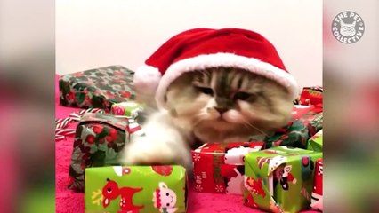 Pets Opening Christmas Presents 2018
