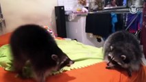 Raccoons Are Just Weird Cats - Crazy Raccoon Compilation 2017