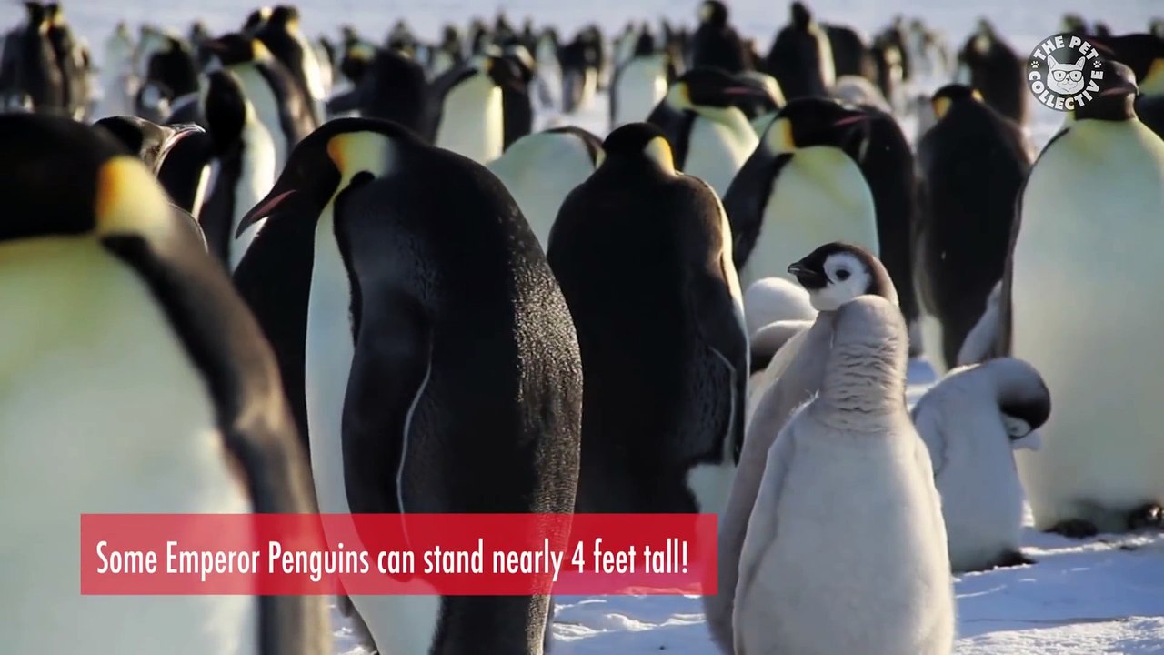 Today I Learned- Penguin Facts
