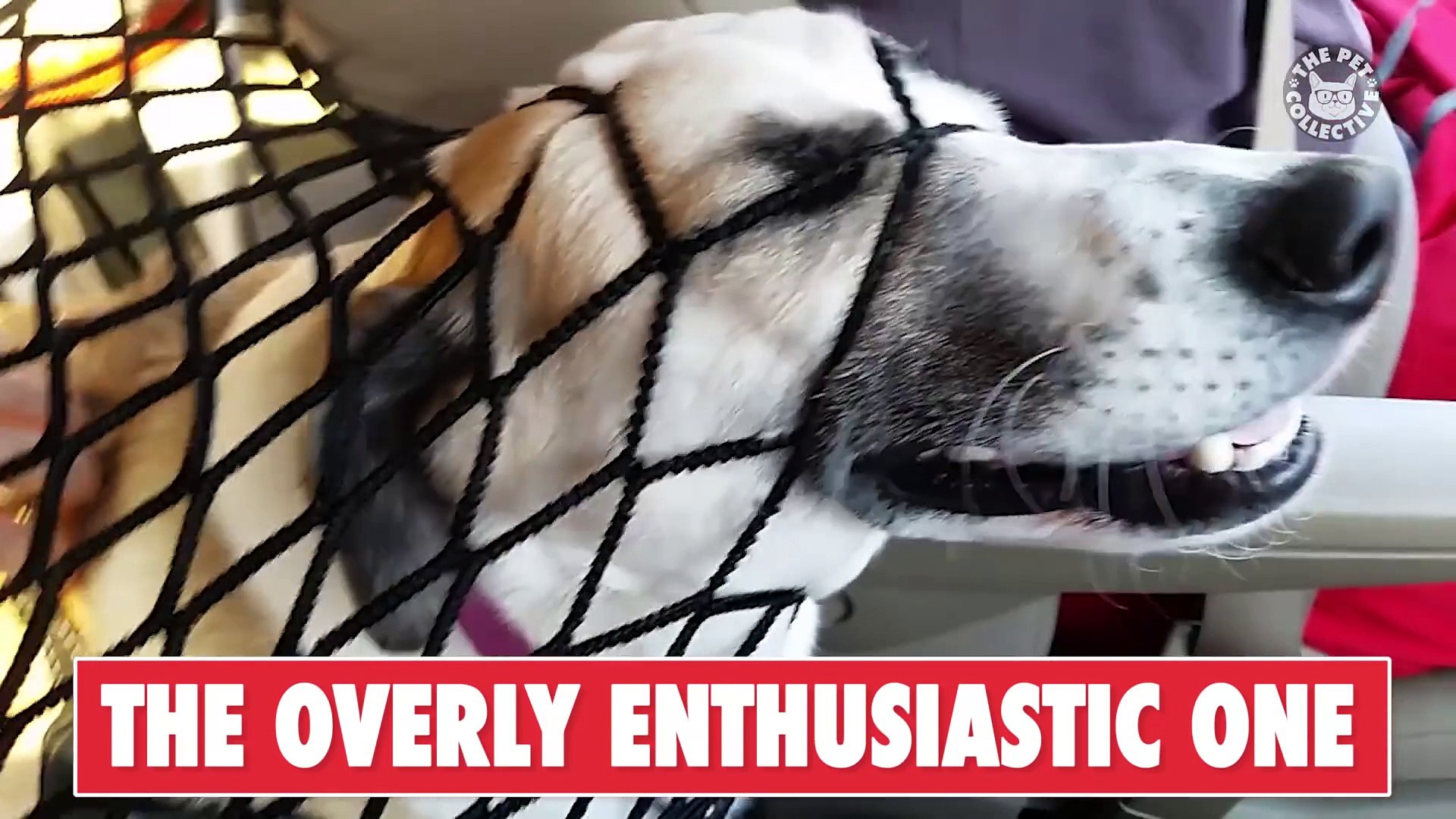 ⁣Your Weird Relatives As Told By Pets