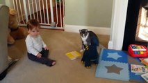 Babies Cant Stop Laughing and Giggling at Cats - Funny Baby and Cat Compilation